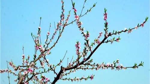 【周末自驾】平谷桃花节、赏万亩桃花、穿越百里桃花长廊（4月14日）