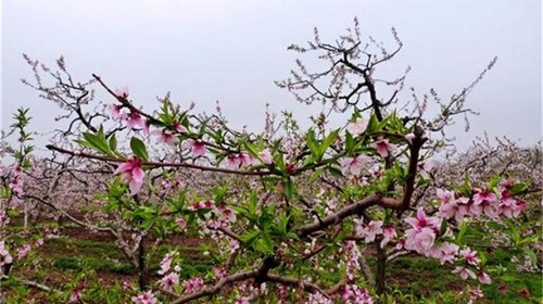 【周末自驾】平谷桃花节、赏万亩桃花、穿越百里桃花长廊（4月14日）