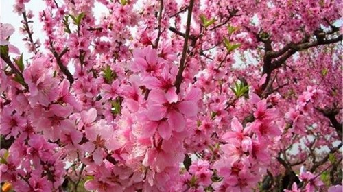 【周末自駕】平谷桃花節、賞萬畝桃花、穿越百里桃花長廊（4月14日）