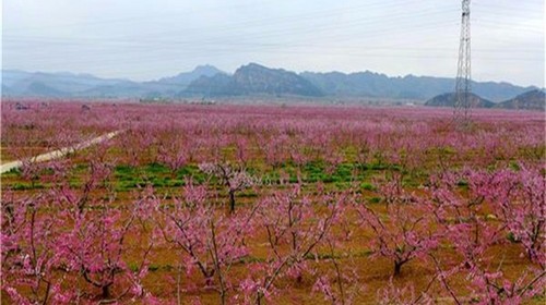 【周末自驾】平谷桃花节、赏万亩桃花、穿越百里桃花长廊（4月14日）