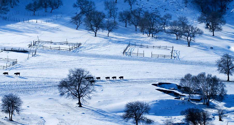 【遇见乌兰布统冬·亲子营6日】乌兰布统＋古北水镇＋云佛山滑雪＋冰雪王国深度越野穿越+堆雪人、打雪仗+冰雪亲子运动会+化身狩猎、冰捕达人+篝火晚会+花式玩转冬季草原+专业摄影师+28人团