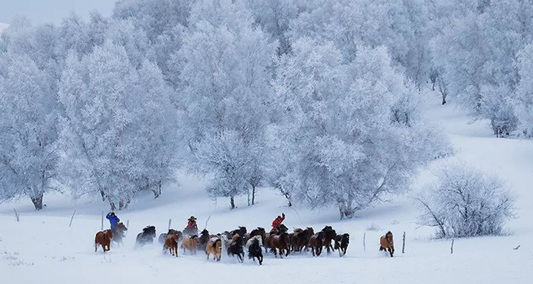 【遇见乌兰布统冬·亲子营6日】乌兰布统＋古北水镇＋云佛山滑雪＋冰雪王国深度越野穿越+堆雪人、打雪仗+冰雪亲子运动会+化身狩猎、冰捕达人+篝火晚会+花式玩转冬季草原+专业摄影师+28人团