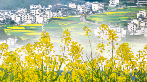 【皖南婺源·摄影徒步4日】篁岭赏花+木梨硔-祖源8km徒步+赏石潭晨曦+江南油菜花+新安江徒步5km+呈坎八卦村+屯溪老街+28人精品摄影徒步团