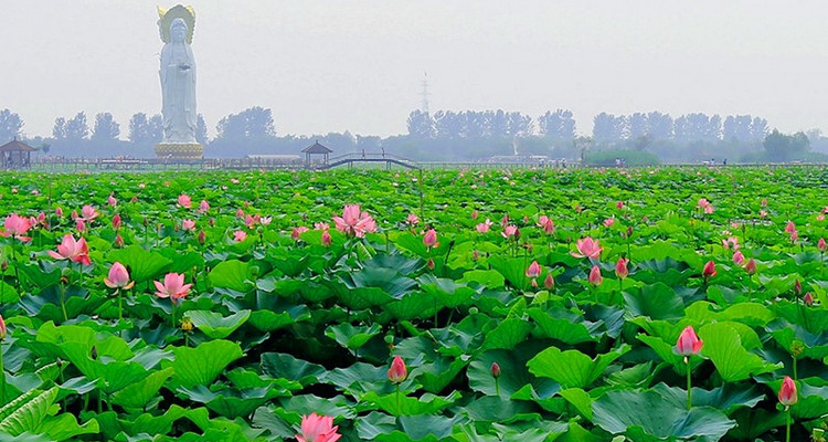 【白洋淀】端午·嘎子故乡白洋淀·赏荷花·冉庄地道战·特色午餐·芦苇荡泛舟荷花丛·休闲1日游！