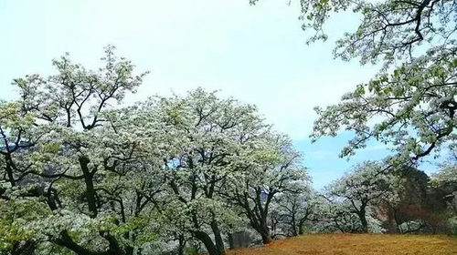 【北京一周一山·大滩梨花梯田】休闲级丨12公里丨探寻大山深处世外桃源+春日赏花摄影