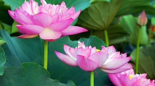 【白洋淀】端午·嘎子故乡白洋淀·赏荷花·冉庄地道战·特色午餐·芦苇荡泛舟荷花丛·休闲1日游！