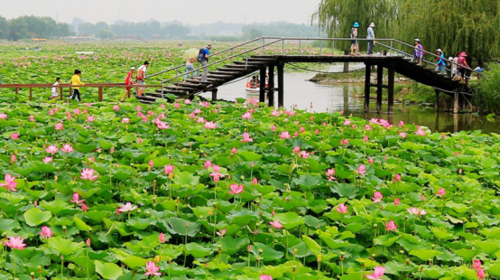 【端午·白洋淀】嘎子故乡·白洋淀·逛荷花大观园·芦苇荡泛舟荷花丛·休闲2日游！