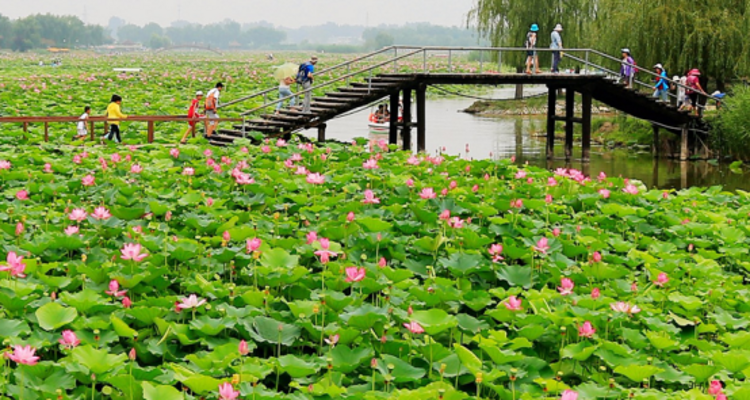 【端午·白洋淀】嘎子故乡·白洋淀·逛荷花大观园·芦苇荡泛舟荷花丛·休闲2日游！