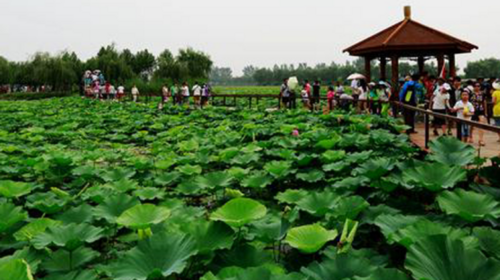 【端午·白洋淀】嘎子故乡·白洋淀·逛荷花大观园·芦苇荡泛舟荷花丛·休闲2日游！