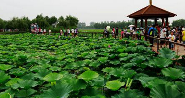 【端午·白洋淀】嘎子故乡·白洋淀·逛荷花大观园·芦苇荡泛舟荷花丛·休闲2日游！