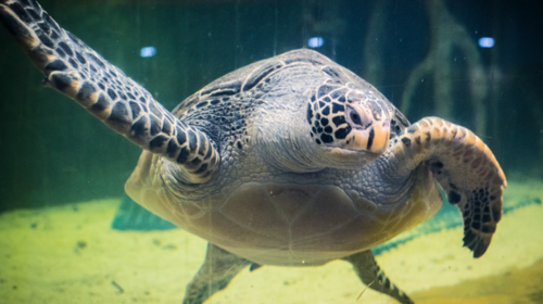 【北京海洋馆】特价门票·北京动物园·北京海洋馆·带娃晚起不耽误·自由行1日游