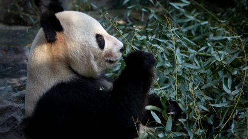 【北京海洋馆】特价门票·北京动物园·北京海洋馆·带娃晚起不耽误·自由行1日游