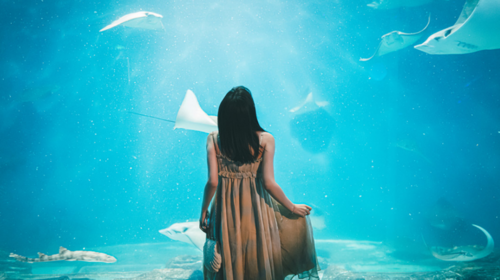 【北京海洋馆】特价门票·北京动物园·北京海洋馆·带娃晚起不耽误·自由行1日游