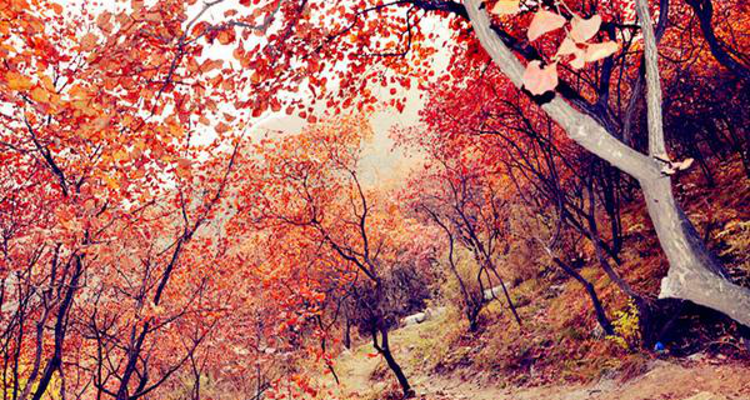 【北京一周一山·坡峰岭】国家地理推荐+年度红叶观赏区+休闲赏秋摄影