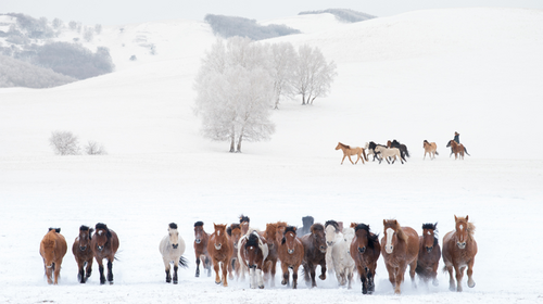 【自驾乌兰布统冬 · 梦幻冰雪3日】深度自驾+越野车穿越塞北雪乡+赏日出日落+多重冰雪娱乐+篝火狂欢