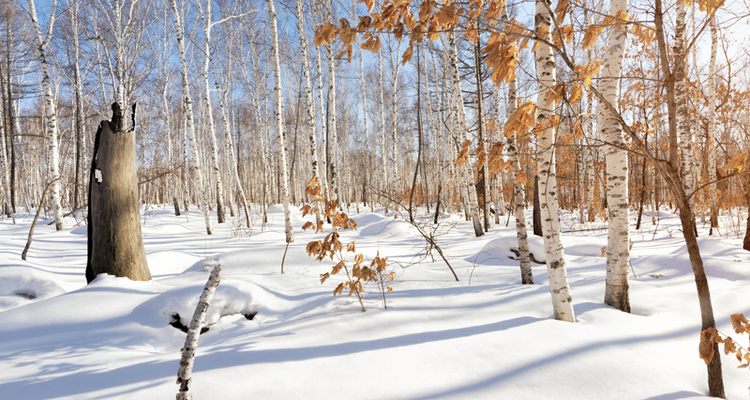 【自驾乌兰布统·越野穿越】3日/4日可选+越野车穿越雪原+雪地火锅+冰雪体验+篝火烟花+户外深度自驾游