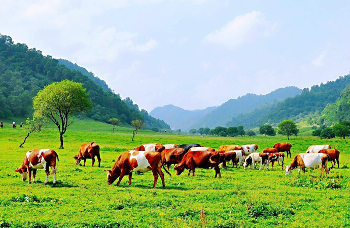 宝鸡关山牧场秋菊山庄休闲纯玩2日游宝鸡大草原塞内边疆高山草甸绿野