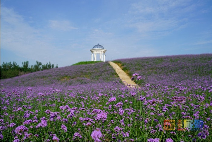 繁花盛开 扮靓京城夏天 潮尚旅行