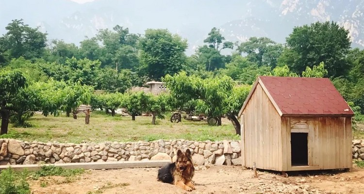 【凤凰岭营地】自驾凤凰岭营地·住乡间大别墅·农庄遛娃·登山祈福·休闲亲子·农场小院过大年·尽享乡野小日子