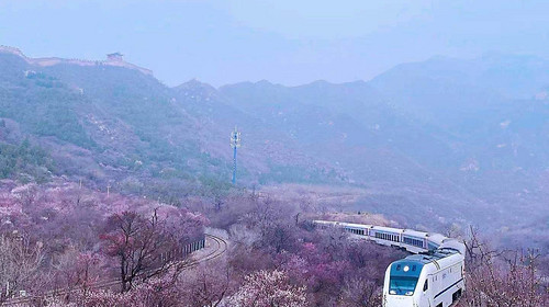 【北京一周一山·花海列车】开往春天的列车S2线+居庸关长城+花海栈道+民国青龙桥车站+踏青赏花