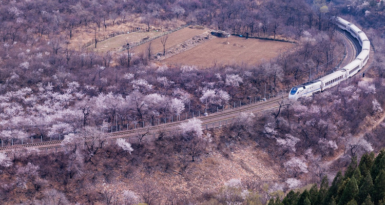 【北京一周一山·花海列车】休闲丨7公里丨开往春天的列车S2线+居庸关长城+花海栈道+民国青龙桥车站+踏青赏花
