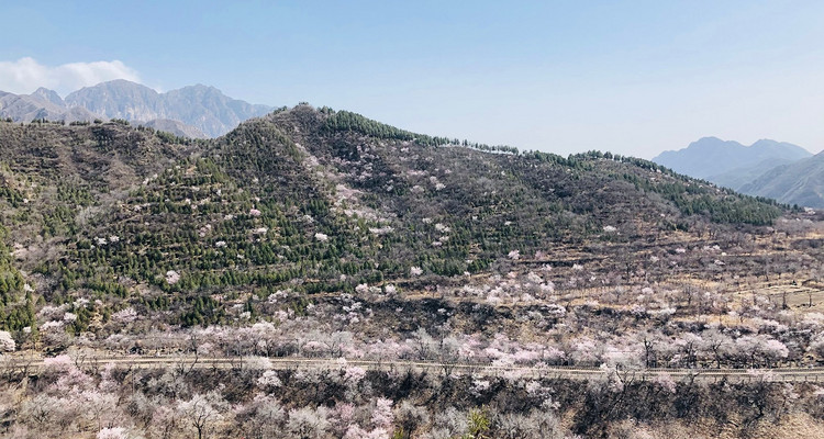 【北京一周一山·花海列车】休闲丨7公里丨开往春天的列车S2线+居庸关长城+花海栈道+民国青龙桥车站+踏青赏花