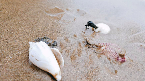 【魅力东戴河】中秋·国庆·探寻原生态海滩·海边漫步·海鲜大餐·休闲2日游