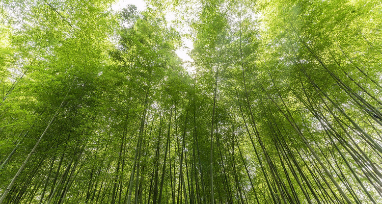 【醉美徽州·初遇黄山4日】精选住宿+黄山全天深度游+访皖南古村西递+宏村+云上村落篁岭