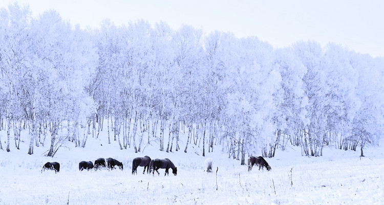 【乌兰布统冬·梦幻冰雪3日】小众体验+越野车穿越塞北雪乡+多重冰雪娱乐+篝火狂欢+28人精品纯玩小团