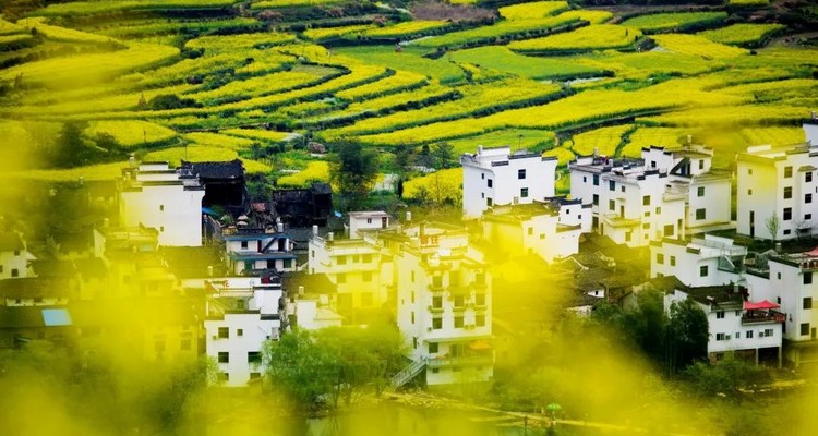 【遇见徽州·婺源皖南6日】婺源徽州全景游+春日油菜花+江岭+江湾+篁岭+徽州深度游+新安江+卖花渔村+云山村落木梨硔+祖源村+石潭日落晨雾+10人休闲摄影小团&私家团