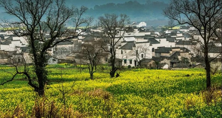 【遇见徽州·婺源皖南6日】婺源徽州全景游+春日油菜花+江岭+江湾+篁岭+徽州深度游+新安江+卖花渔村+云山村落木梨硔+祖源村+石潭日落晨雾+10人休闲摄影小团&私家团