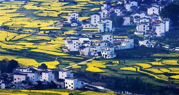 【遇见徽州·婺源皖南6日】婺源徽州全景游+春日油菜花+江岭+江湾+篁岭+徽州深度游+新安江+卖花渔村+云山村落木梨硔+祖源村+石潭日落晨雾+10人休闲摄影小团&私家团