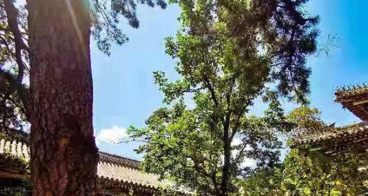 【潭柘寺·北宫森林公园赏秋1日】赏千年帝王银杏+漫步森林公园+赏秋休闲游