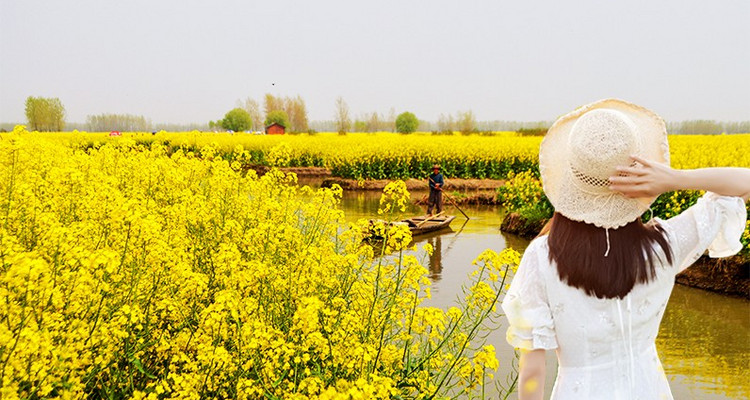 【初见江南·兴化花海3日】鼋头渚樱花+兴化垛田油菜花+水中森林+乌镇+西溪湿地+28人精品小团·户外纯玩赏花摄影