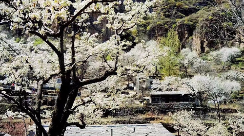 【北京一周一山·大滩梨花梯田】休闲级丨12公里丨探寻大山深处世外桃源+春日赏花摄影