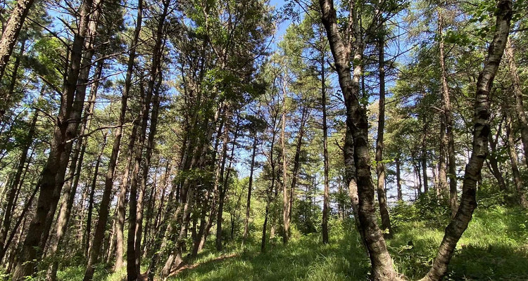 【京西龙脊-老龙窝】14公里高山穿越-原始森林徒步+高山草甸丨中级难度新人勿报