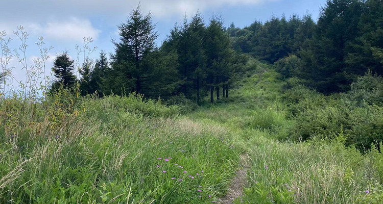 【京西龙脊-老龙窝】14公里高山穿越-原始森林徒步+高山草甸丨中级难度新人勿报