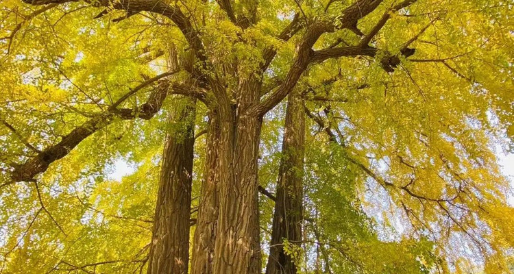 【潭柘寺·北宫森林公园赏秋1日】赏千年帝王银杏+漫步森林公园+赏秋休闲游