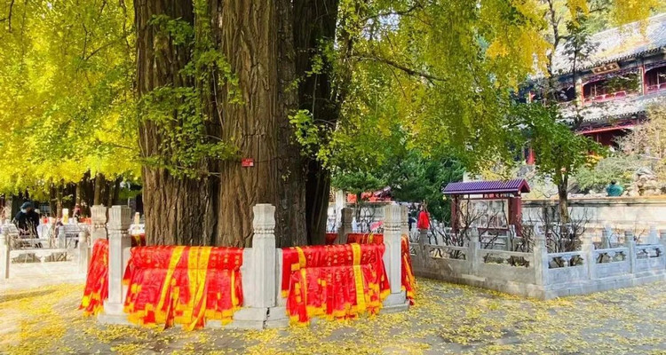 【潭柘寺·北宫森林公园赏秋1日】赏千年帝王银杏+漫步森林公园+赏秋休闲游