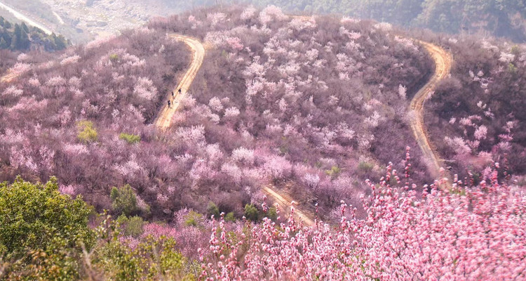 【西安一周一山·郑国渠桃花节】郑国渠里觅桃源+寻味袁家村