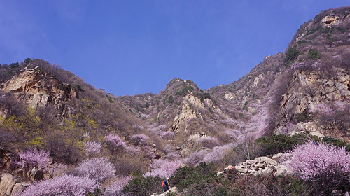 【西安一周一山·三凤山·赏桃花】12KM徒步俯瞰关中平原+赏漫山桃花