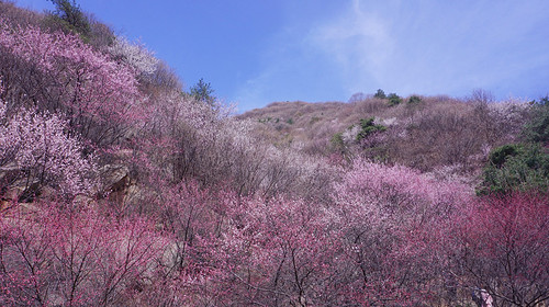 【西安一周一山·三凤山·赏桃花】12KM徒步俯瞰关中平原+赏漫山桃花