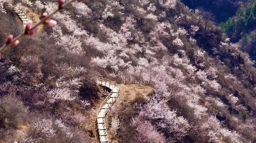 【北京一周一山·桃花山谷】休闲级丨9公里丨望宝川-湖门+休闲摄影赏花路线+漫步花海