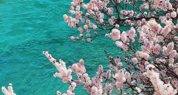 【绝色新疆·南疆塔莎杏花】木吉火山口 +塔莎古道+ 莎车古城 +班迪尔湖 +盘龙古道 +喀什 +大同乡+ 塔尔乡杏花7日游