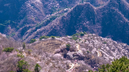 【北京一周一山·桃花山谷】休闲级丨9公里丨望宝川-湖门+休闲摄影赏花路线+漫步花海
