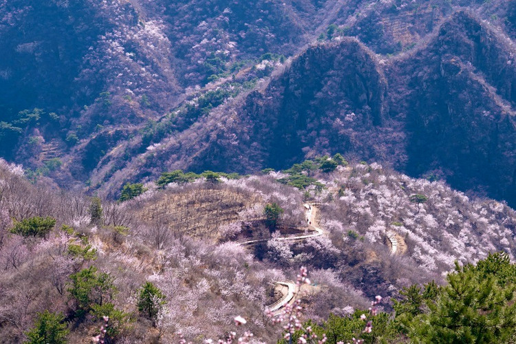 【北京一周一山·桃花山谷】踏青赏花丨徒步北京隐藏版“桃花海”+休闲摄影漫步花海~