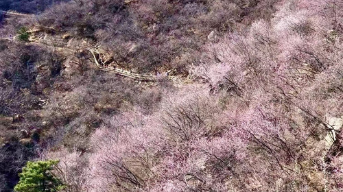 【北京一周一山·桃花山谷】休闲级丨9公里丨望宝川-湖门+休闲摄影赏花路线+漫步花海