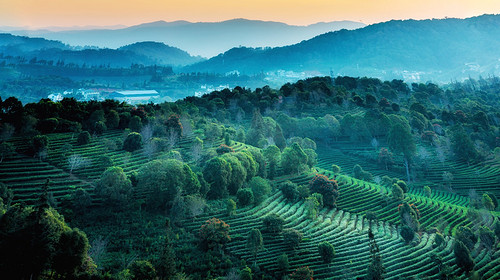 【又见云南 · 云南虫谷7日】哀牢山秘境+翁丁原始部落+西盟龙摩爷+音乐老达保+景迈山古茶园+翁基古寨+糯干古寨+景真八角亭+7天6晚