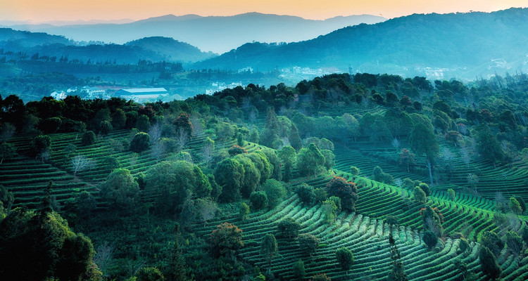 【又见云南 · 云南虫谷7日】哀牢山秘境+翁丁原始部落+西盟龙摩爷+音乐老达保+景迈山古茶园+翁基古寨+糯干古寨+景真八角亭+7天6晚