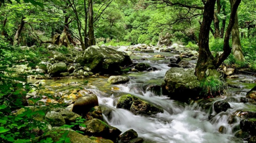 【北京一周一山·神木峡谷】避暑寻幽探胜，在遮天蔽日的绿意中，邂逅暮光之城般的森林，于潺潺溪水中感受山野清凉~